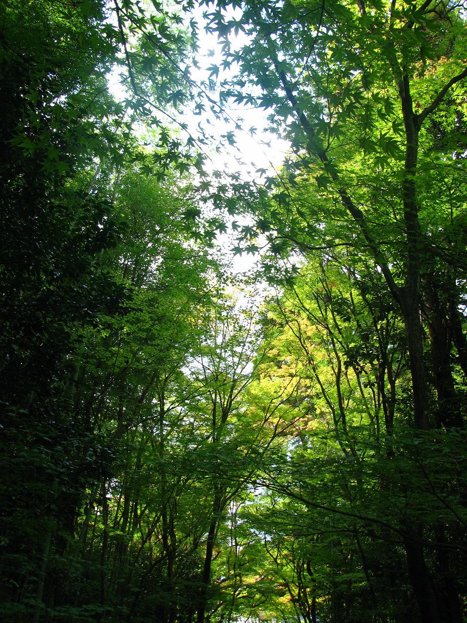 gorgeous maple trees.JPG